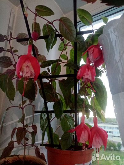 Фуксии сортовые