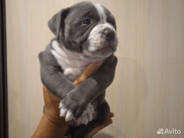 Американский булли