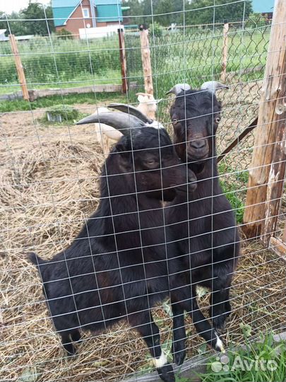 Козел ламанчи