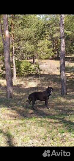 Питбуль вязка