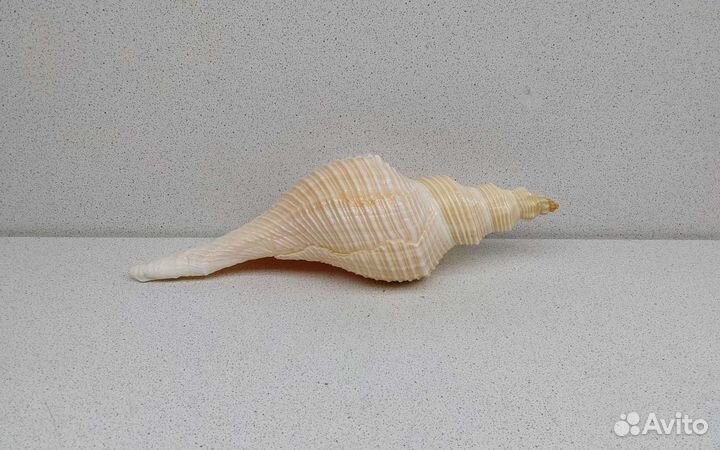 Хемифусус Туба 24,3 морская ракушка раковина