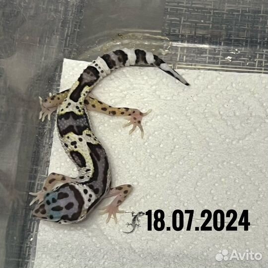 Леопардовый геккон Эублифар