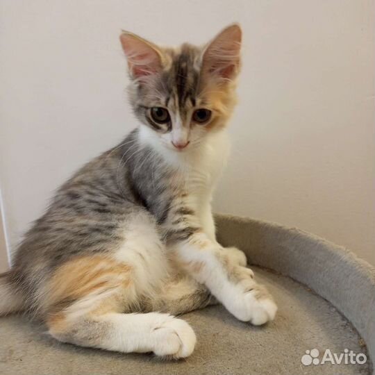 Кошка в дар