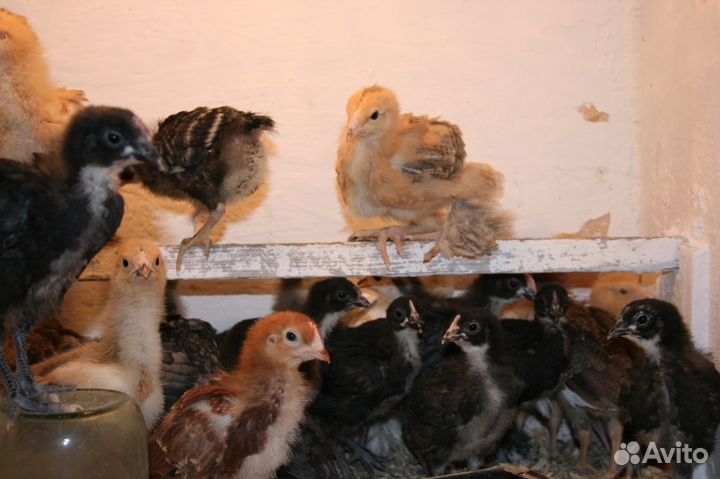 Декоративные цыплята, многих пород