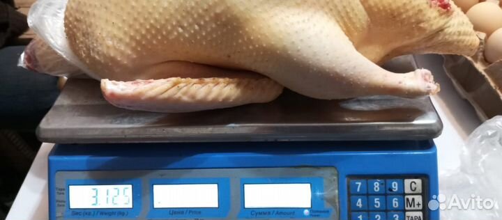 Продам утаков и уточек Шипунов на племя