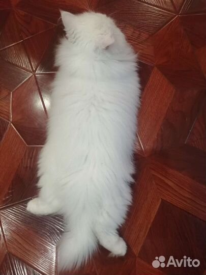 Персидский кот