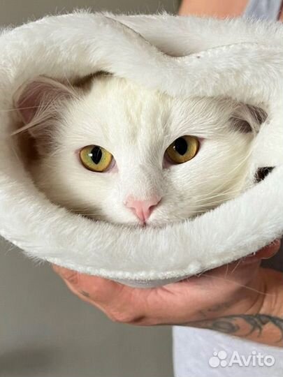 Передержка кошек