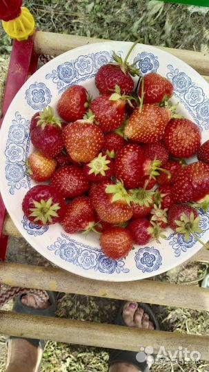 Рассада клубники в одноразовых стаканчиках