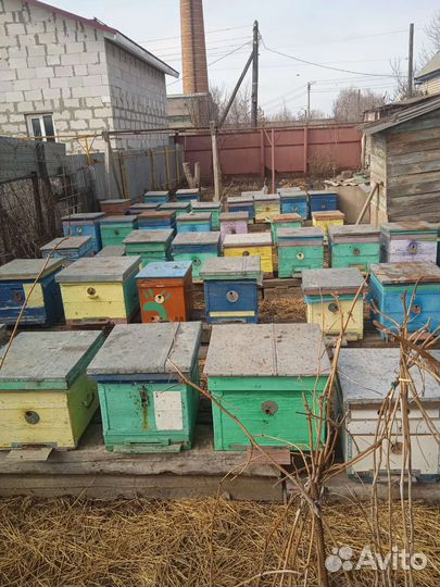 Пчелосемьи