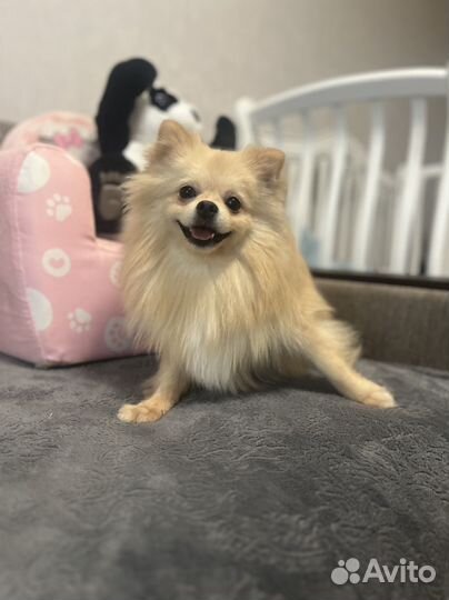 Померанский шпиц