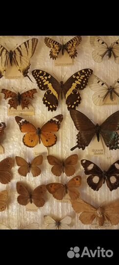 Энтомологическая коллекция бабочек