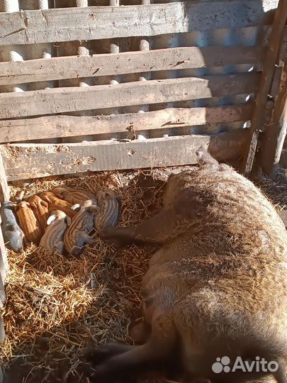 Венгерская мангалица