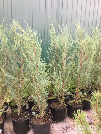 Можжевельник скальный Блю Эрроу