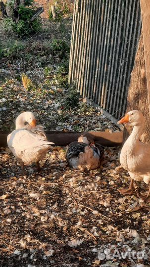 Холмогорские гуси