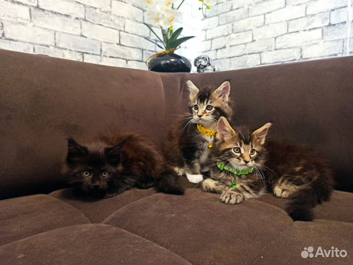 Котята Мейн-Кун