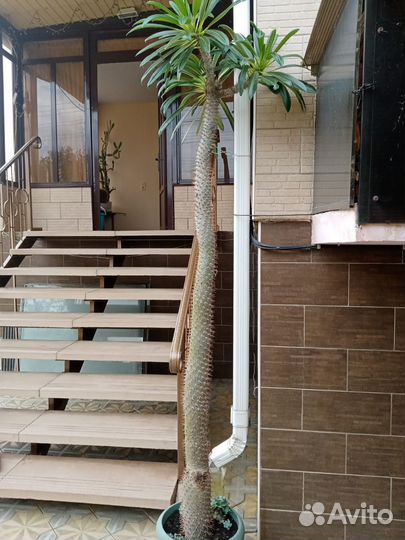 Комнатные растения цветы