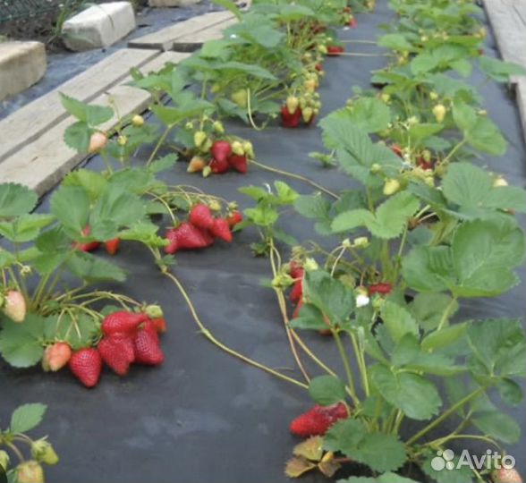 Рассада клубники Сирия
