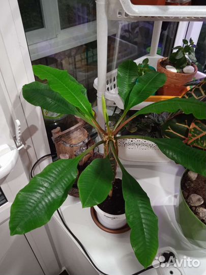 Эуфорбия /Молочай беложильчатый