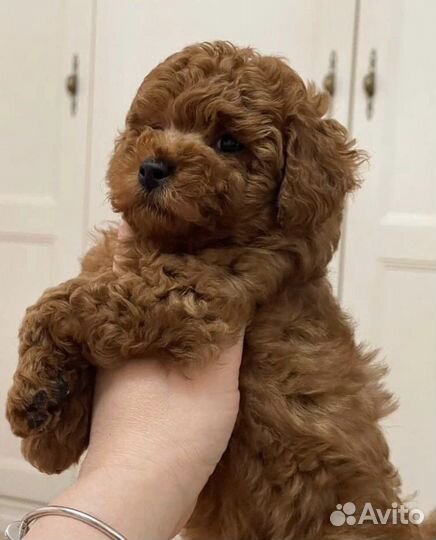 Щенки мальтипу mini