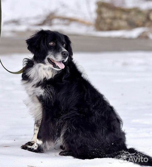 Пес-милота Милош в дар