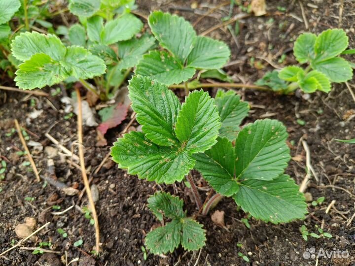 Усики клубники