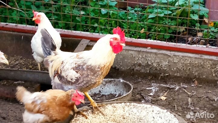 Петухи