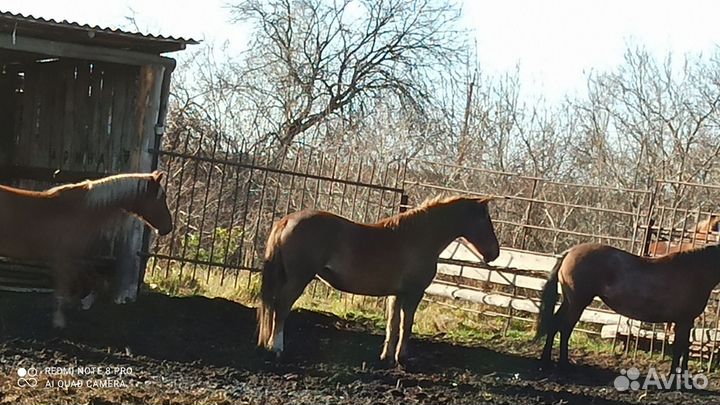 Продам коней