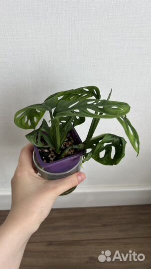 Монстера манки маск