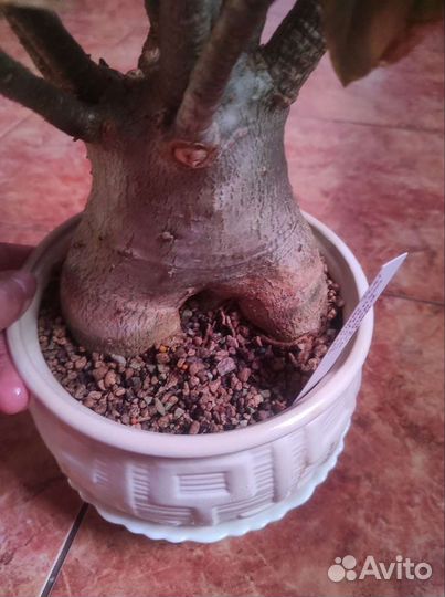 Adenium thai socotranum diamond crown