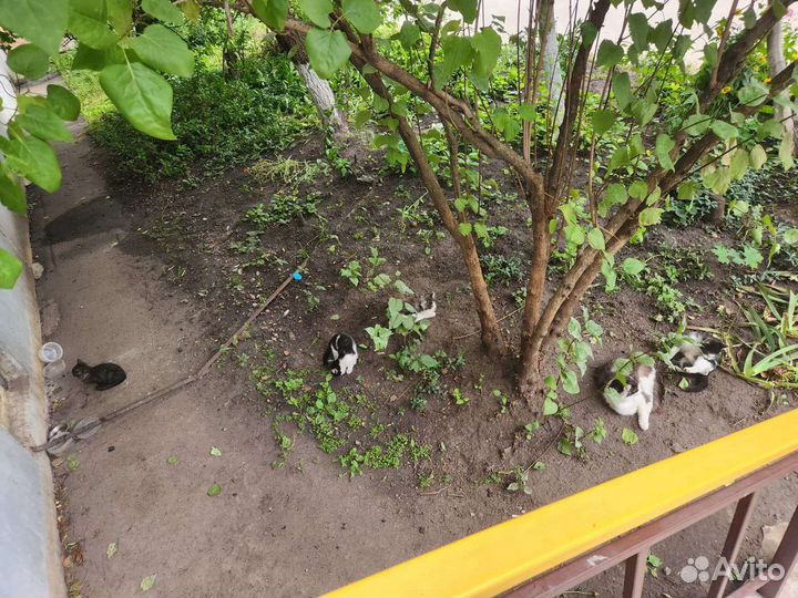 Котята ищут дом