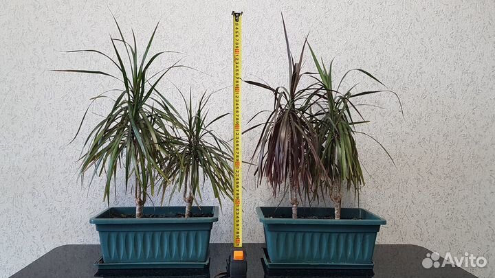 Драцена маргината