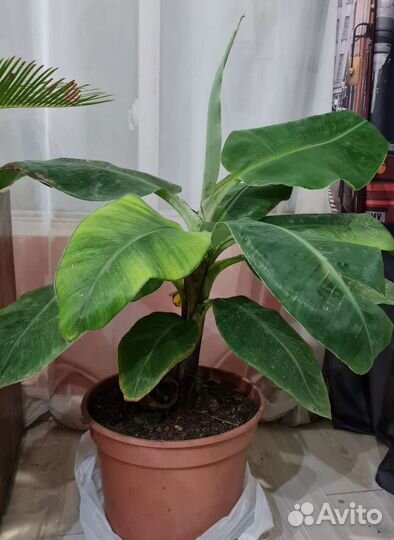 Банан Японский, банановая пальма, банан Тропикана