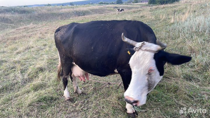 Продам корову бычка тёлку и каняшка