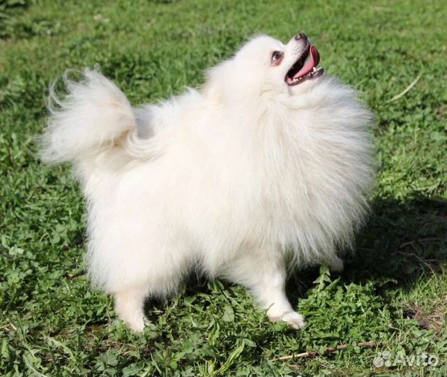 Померанский шпиц кобель