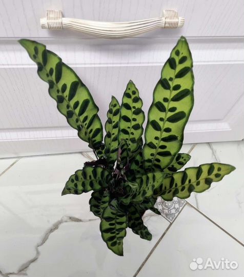 Цветы для дома и офиса