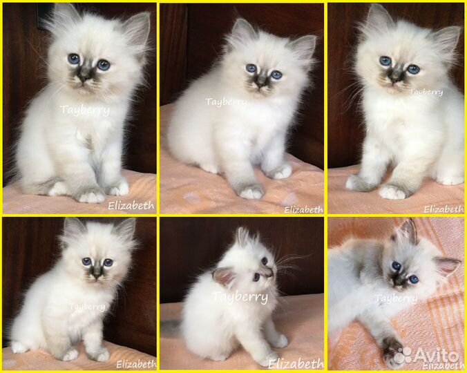 Котята Священная Бирма