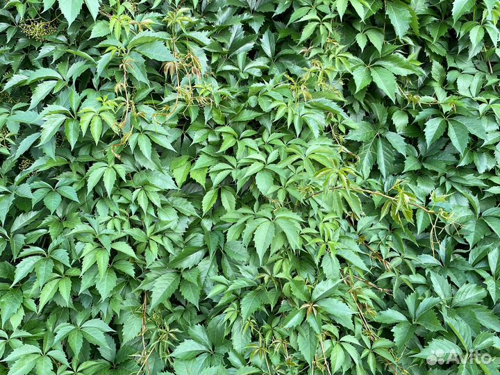 Девичий виноград