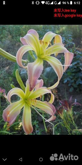 Лилейники, ирисы