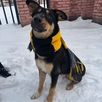 Взрослая собака в добрые руки