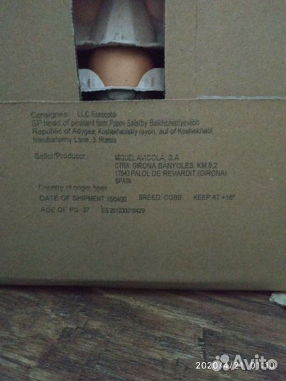 Инкубационное яйцо (импорт) бройлер, индейка, утка