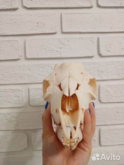 Череп козла