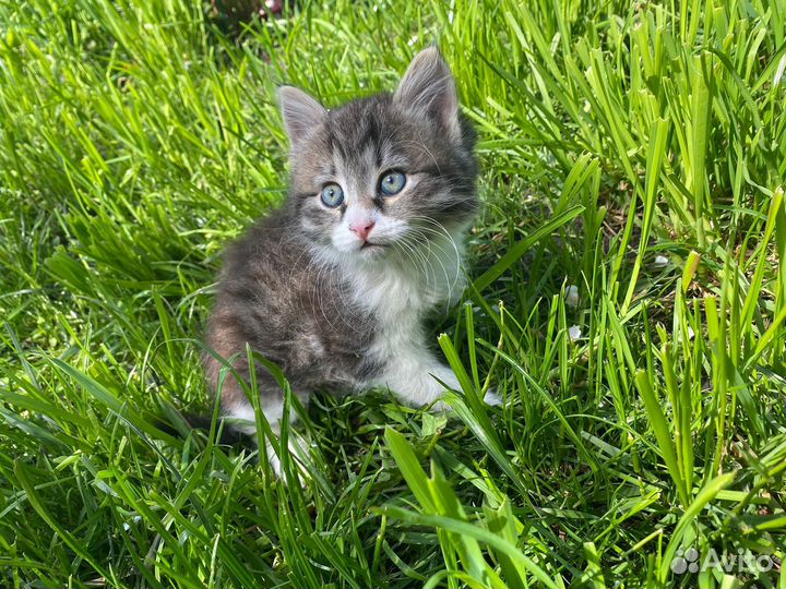 Котенок 2 мес