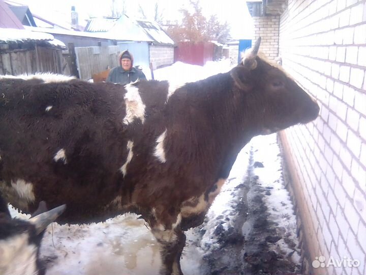 Телка на мясо