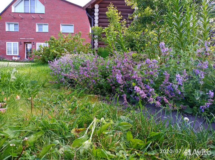 Северная лаванда — Котовник Фассена