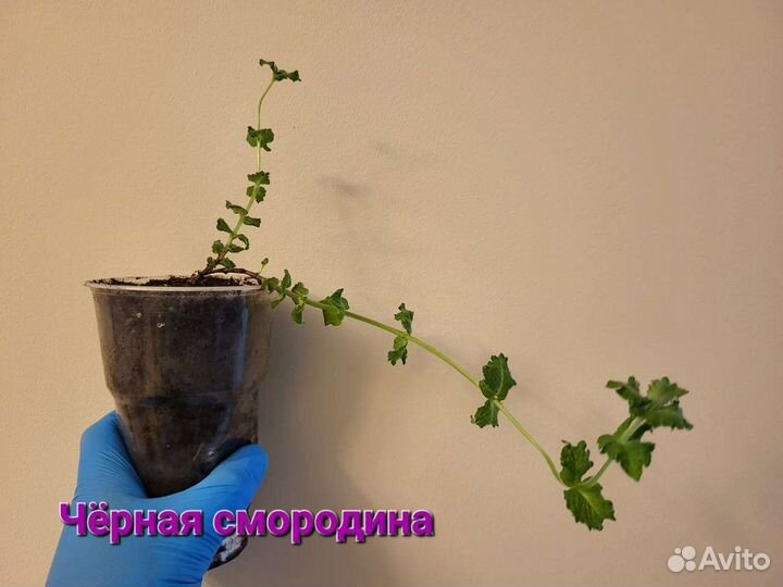 Сортовые мяты