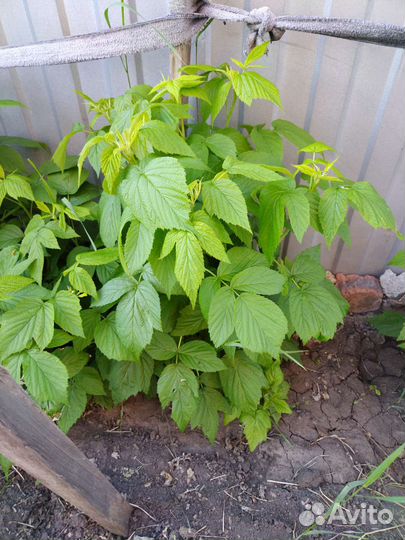 Ремонтантная малина