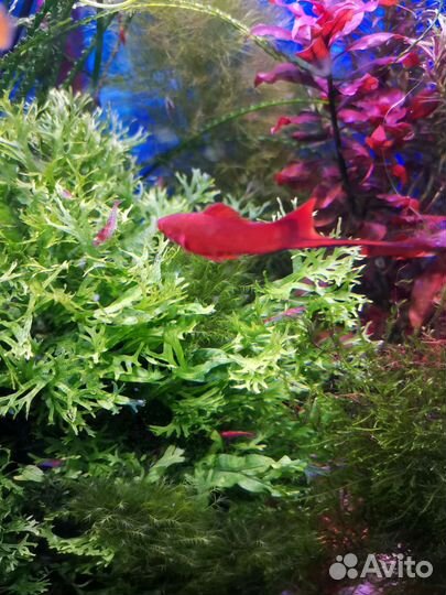 Вуалевые супер рэд анциструсы