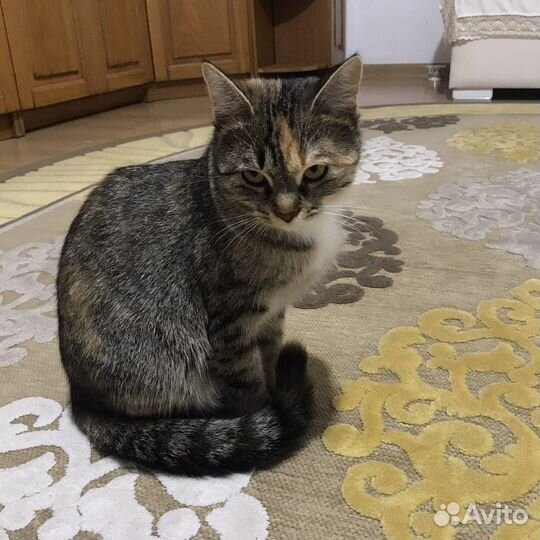 В хорошие руки