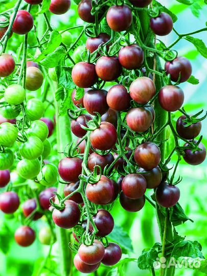 Помидоры, огурцы домашние