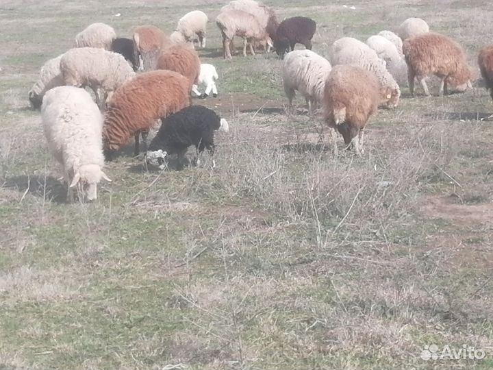 Овцы бараны ягнята